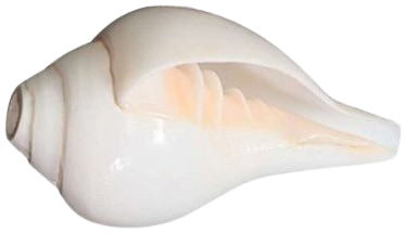 Shankh